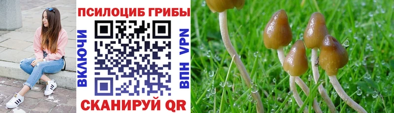 где продают наркотики  Высоцк  Галлюциногенные грибы Psilocybe 